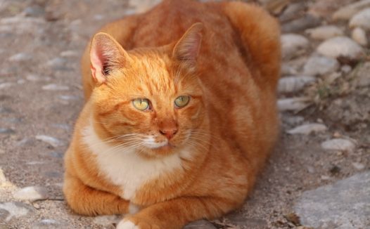 趴在地上懒洋洋的花猫图片