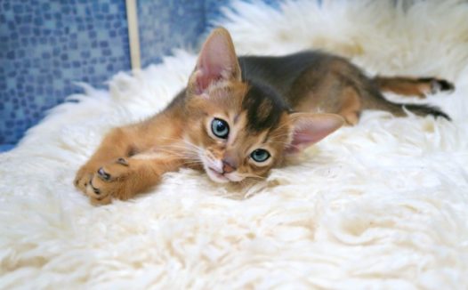 可爱宠物猫图片