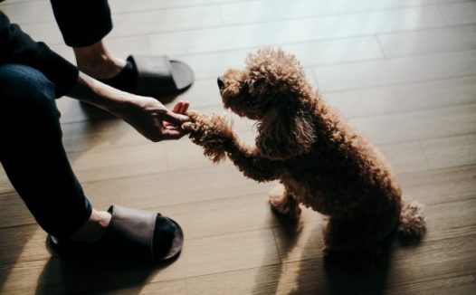 可爱贵宾犬握手图片