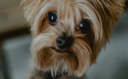 呆萌宠物狗狗图片