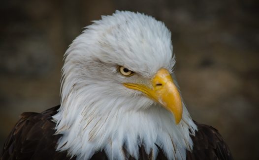 凶猛的白头鹰摄影图片