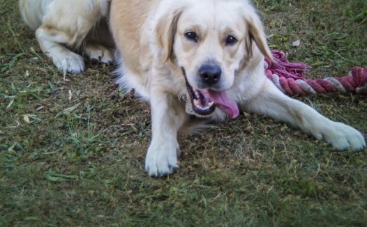 草地金毛猎犬狗图片