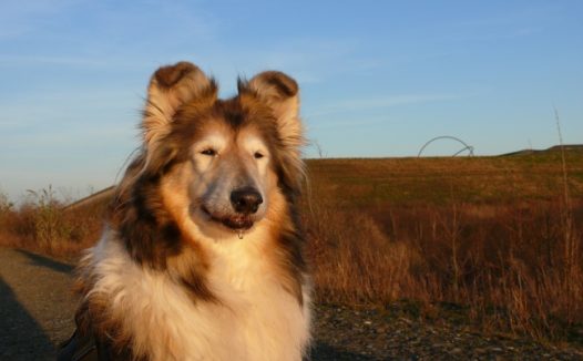 苏格兰牧羊犬图片