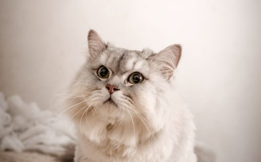 高清可爱波斯猫宠物写真图片