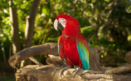绯红鹦鹉图片