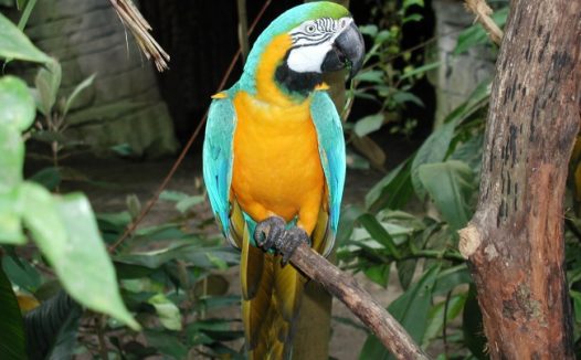 一只多彩鹦鹉图片