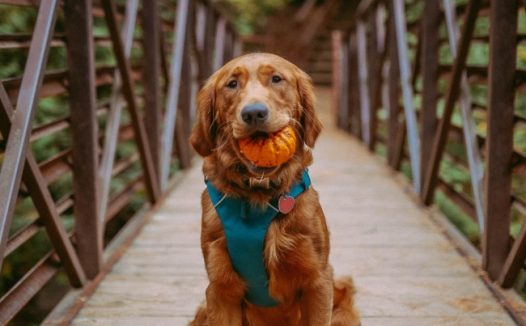 户外可爱金毛犬图片