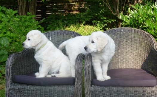 金毛犬幼仔图片