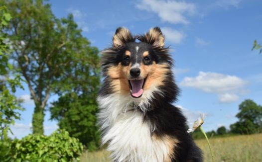 户外树林草地牧羊犬摄影图片