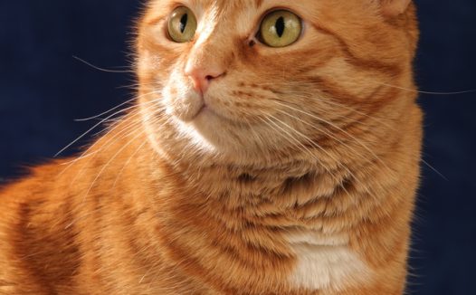 可爱呆萌小花猫摄影图片