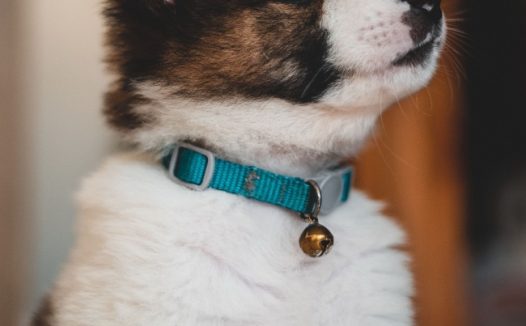 可爱呆萌幼犬图片