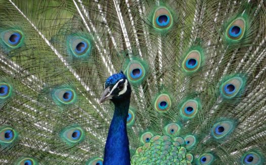 孔雀开屏羽毛图片