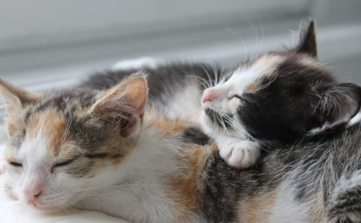 两只熟睡小猫图片