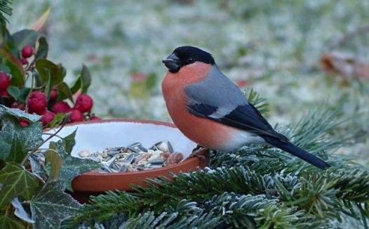 漂亮小鸟进食图片