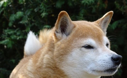 纯种成年柴犬图片