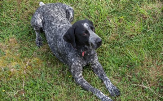 布拉克猎犬狗图片