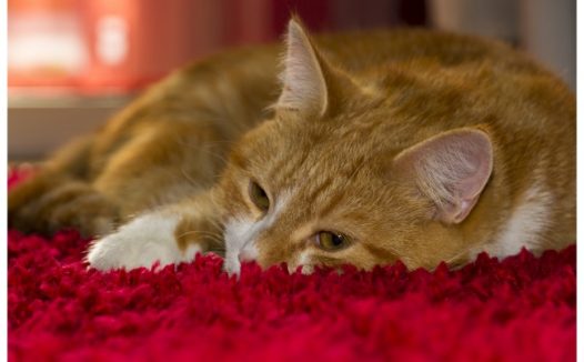 宠物猫咪睡觉图片