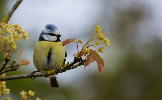 站在树枝上的黄腹蓝冠山雀图片