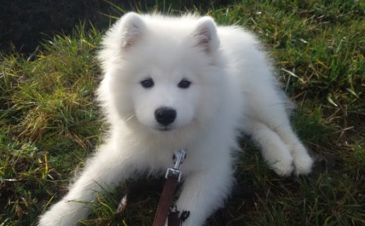 纯白色可爱小狗图片