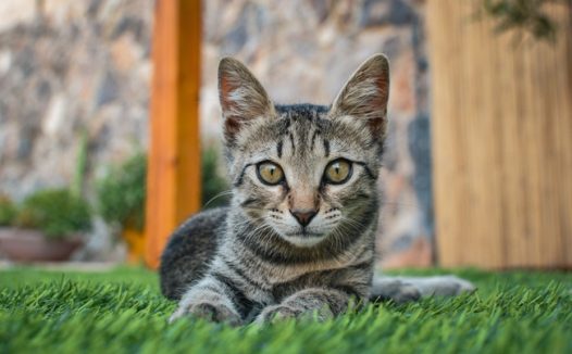 绿色草地可爱小猫咪摄影图片