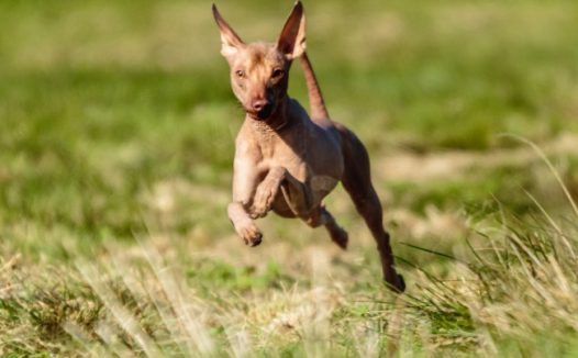 秘鲁无毛犬图片