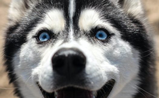 哈士奇受惊吓表情图片