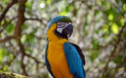 蓝喉金刚鹦鹉图片