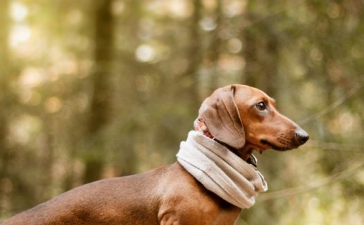 短毛腊肠犬图片