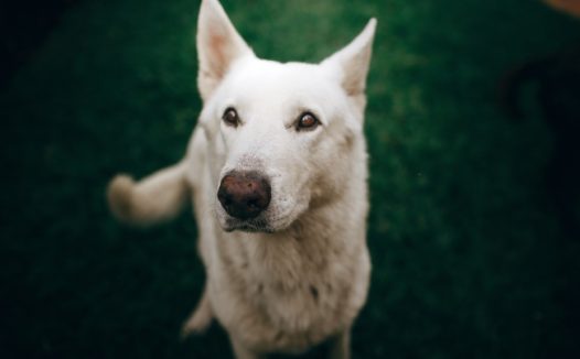 白色迦南犬图片