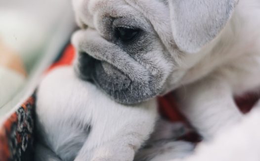 白色可爱英斗图片