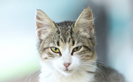 高清可爱西伯利亚猫图片