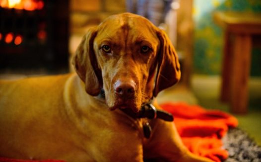 拉布拉多成年犬图片