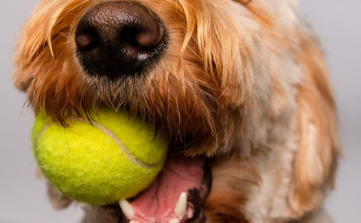 咬着网球的狗狗图片