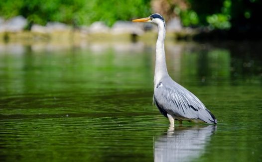 站立在水中凝望的苍鹭图片