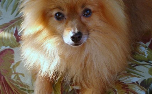 宠物狗博美犬图片