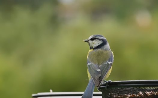 站在房檐上的黄腹山雀图片