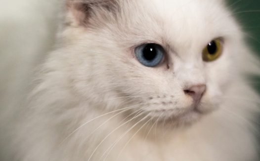 可爱纯白色小猫咪摄影图片