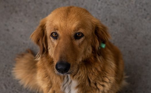 黄金金毛猎犬狗狗图片