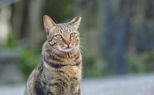 纯种狸花猫图片