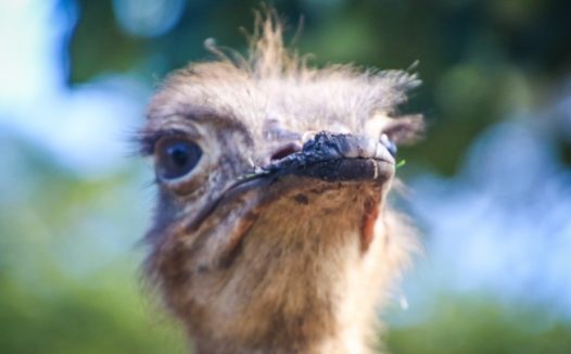 鸵鸟头部特写图片