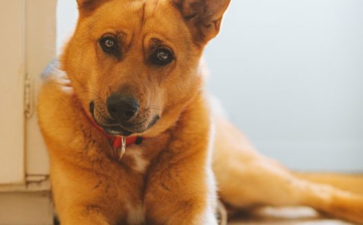 蹲坐在墙角的小狗图片