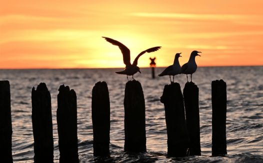 日暮黄昏大海防汛石柱海鸥剪影图片