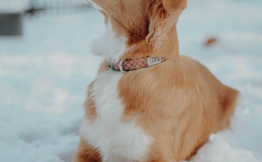 雪地萌狗狗图片