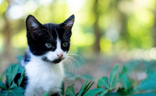 户外黑白拼色小猫图片