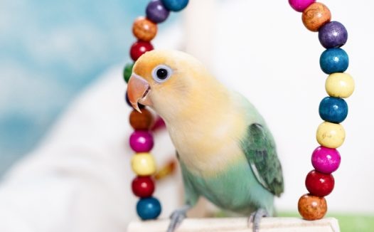 站在鸟具上的彩色鹦鹉图片