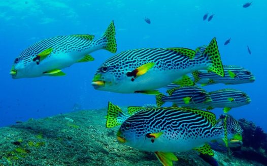 水族馆斜带甜唇鱼图片