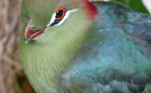 红冠蕉鹃图片素材