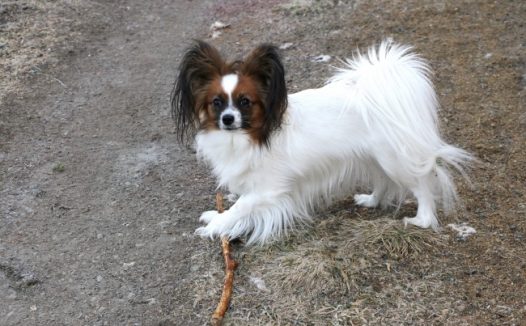 可爱宠物狗小狗图片