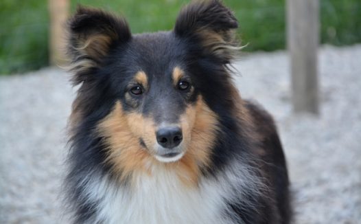 三色牧羊犬图片