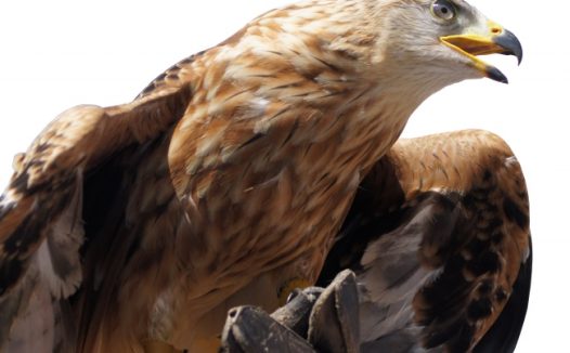 霸气老鹰摄影图片